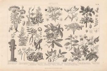 Botanik I Vintage | Obraz na stenu