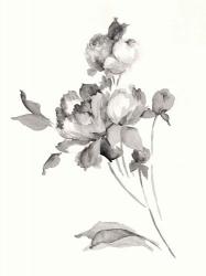 Peony Blossoms Gray | Obraz na stenu