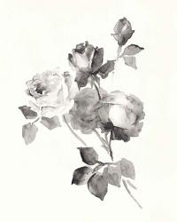 Rose Blossoms Gray | Obraz na stenu