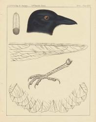Bird Prints I | Obraz na stenu