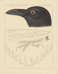 Bird Prints II | Obraz na stenu