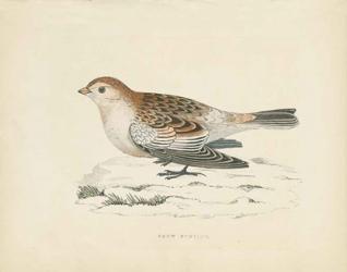 Snow Bunting Print | Obraz na stenu