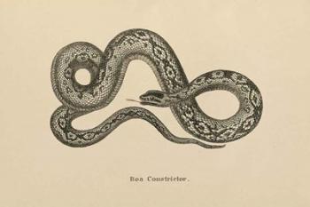 Vintage Boa Constrictor | Obraz na stenu