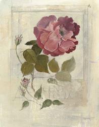 Centifolia Rose Crop | Obraz na stenu