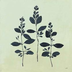 Botanical Study IV Sage | Obraz na stenu