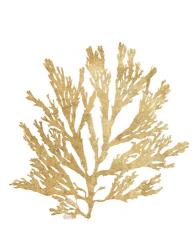 Pacific Sea Mosses I Gold | Obraz na stenu