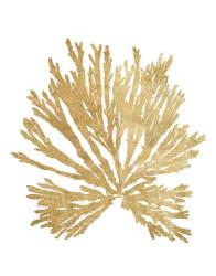 Pacific Sea Mosses II Gold | Obraz na stenu