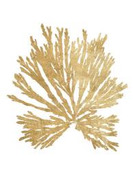 Pacific Sea Mosses II Gold | Obraz na stenu