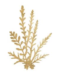 Pacific Sea Mosses III Gold | Obraz na stenu