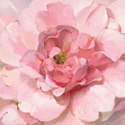 Blushing Peony | Obraz na stenu