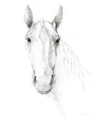 Horse Sketch | Obraz na stenu