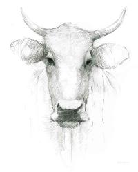Cow Sketch | Obraz na stenu