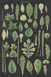 Assortment of Leaves II Charcoal Crop | Obraz na stenu