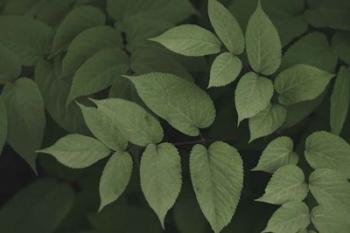 Leafy II | Obraz na stenu