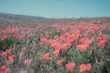 California Blooms I | Obraz na stenu