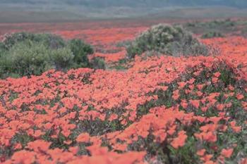 California Blooms II | Obraz na stenu