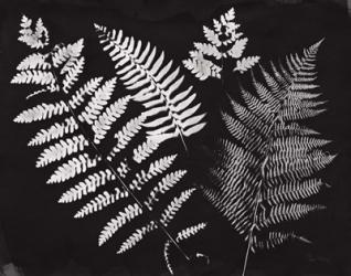 Nature by the Lake Ferns II Black Crop | Obraz na stenu