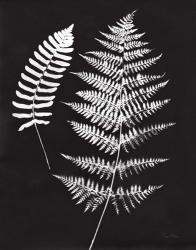 Nature by the Lake Ferns V Black Crop | Obraz na stenu