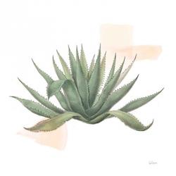 Desert Color Succulent I | Obraz na stenu