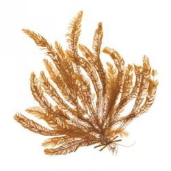 Pacific Sea Mosses VII White Sq | Obraz na stenu