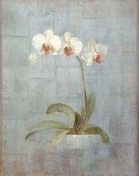 Elegant Orchids II | Obraz na stenu