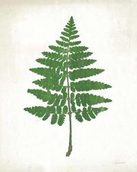 Chalkboard Fern Green II | Obraz na stenu