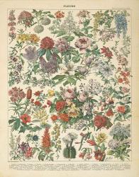 French Flower Chart | Obraz na stenu
