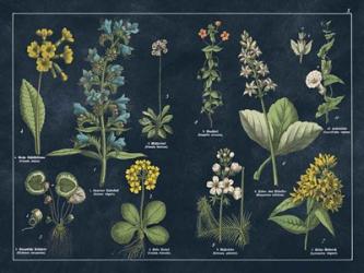 Botanical Floral Chart I Dark Blue | Obraz na stenu