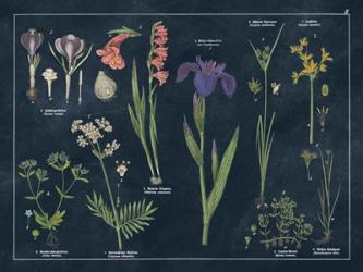 Botanical Floral Chart II Dark Blue | Obraz na stenu