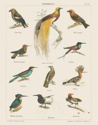 Bird Chart I | Obraz na stenu