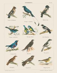 Bird Chart II | Obraz na stenu