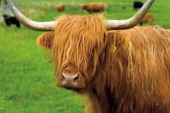 Scottish Highland Cattle I | Obraz na stenu