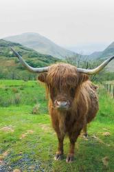 Scottish Highland Cattle VI | Obraz na stenu