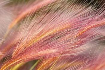 Foxtail Barley III | Obraz na stenu