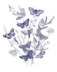 Butterfly Bouquet I Blue | Obraz na stenu