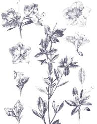 Lithograph Florals I Blue | Obraz na stenu