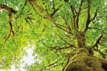 Big Leaf Maple Trees II | Obraz na stenu