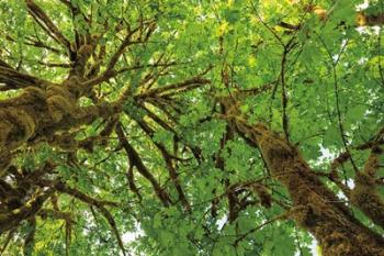 Big Leaf Maple Trees III | Obraz na stenu