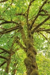 Big Leaf Maple Trees IV | Obraz na stenu