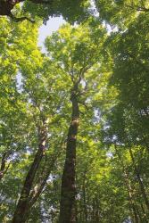 Hardwood Forest Canopy I | Obraz na stenu