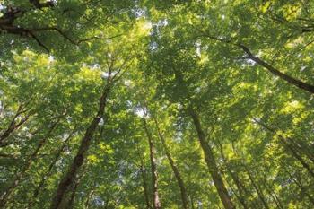 Hardwood Forest Canopy IV | Obraz na stenu