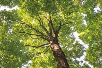 Hardwood Forest Canopy V | Obraz na stenu