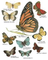 Botanical Butterflies Postcard II White | Obraz na stenu