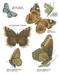 Botanical Butterflies Postcard III White | Obraz na stenu