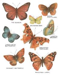 Botanical Butterflies Postcard IV White | Obraz na stenu