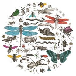 Insect Circle I Bright v2 | Obraz na stenu