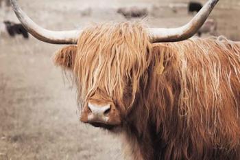 Scottish Highland Cattle I Neutral | Obraz na stenu