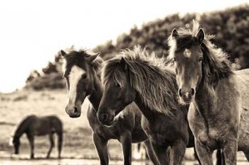 Horses Three Sepia | Obraz na stenu