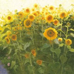 Sunflower Field | Obraz na stenu