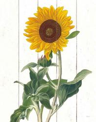 Cottage Sunflower | Obraz na stenu